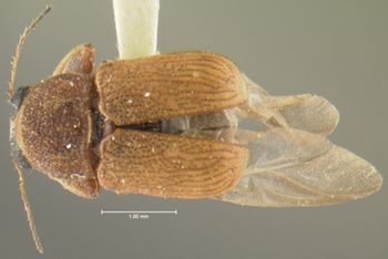 Media type: image;   Entomology 24966 Aspect: habitus dorsal view
